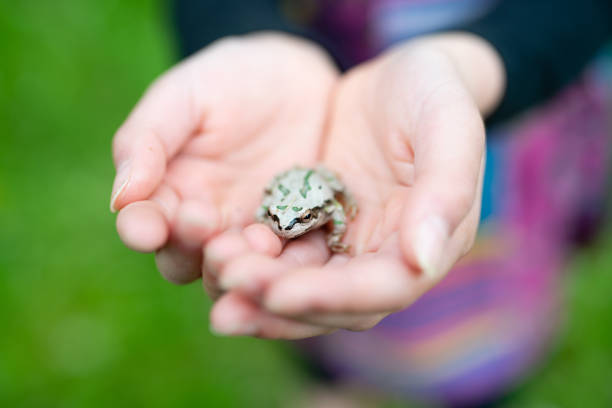 Frog on the child's hand