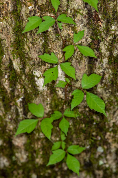 istock Poison Ivy vine with leaves in groups of three, climbing up tree 1221602006
