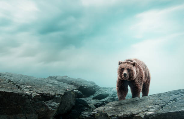 oso pardo encima de las rocas. - winter bear fotografías e imágenes de stock