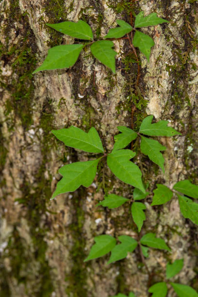 istock Tree with Poison Ivy vine and leaves in groups of three 1221602064