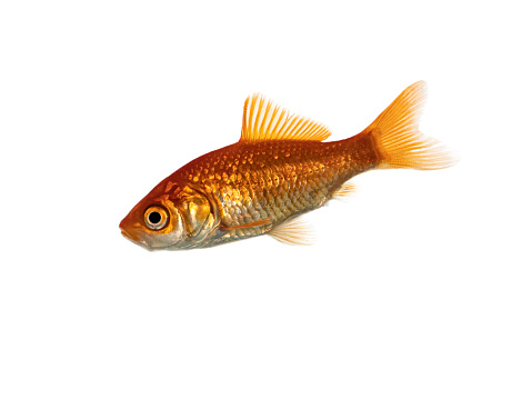 Regular goldfish swimming side ways. Isolated on white background.