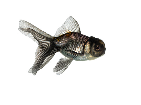 Black swimming cold water fish isolated on white background.