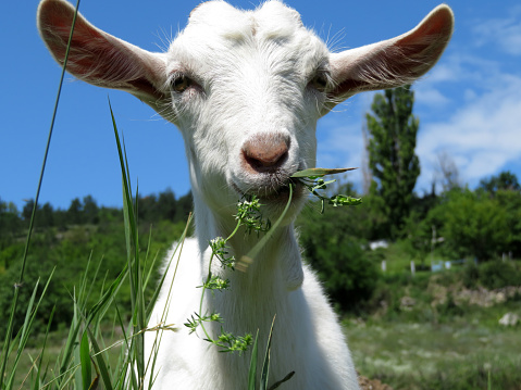 Little white goat eating grass in a summer green meadow