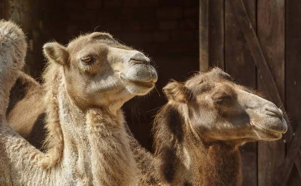 When you visit Sudan, you will be taken Camel Market in capital, khartoum (exact place is Omdurman in Khartoum). Some (or most) camels leg are tied up so that they can't run away,,, which looks brutal,,,, but they become wild once in a while, I actually saw a camel running around with loud noise !  So i have to agree with the tying idea. Other than that, looking at camel's eye and yawning is very peaceful. It was a bright day with sizzling sun.
