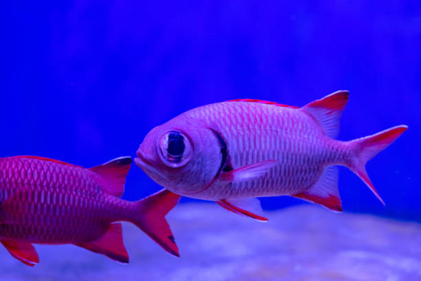 Red Emperor Snapper, lutjanus sebae, close up in sea water near the corals.