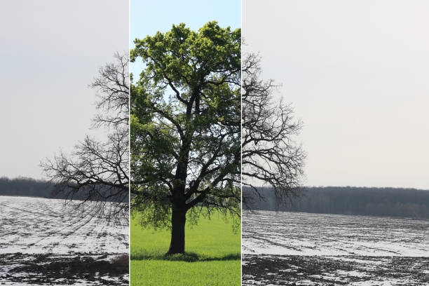 istock Abstract collage with different sides of tree with changing seasons from summer with green grass and to winter with cold white snow 1221605339