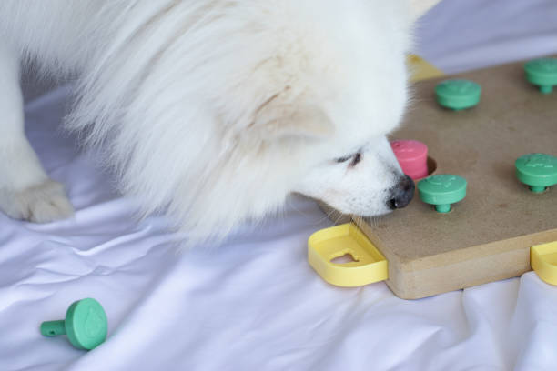 istock Dog playing Intellectual game. Training game for dogs. 1221605523
