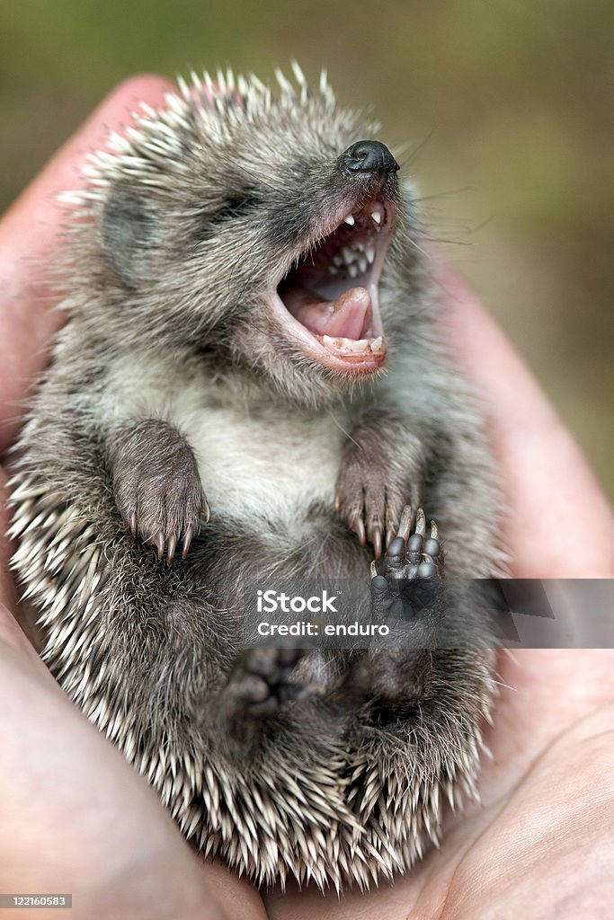 Igel - Lizenzfrei Igel Stock-Foto