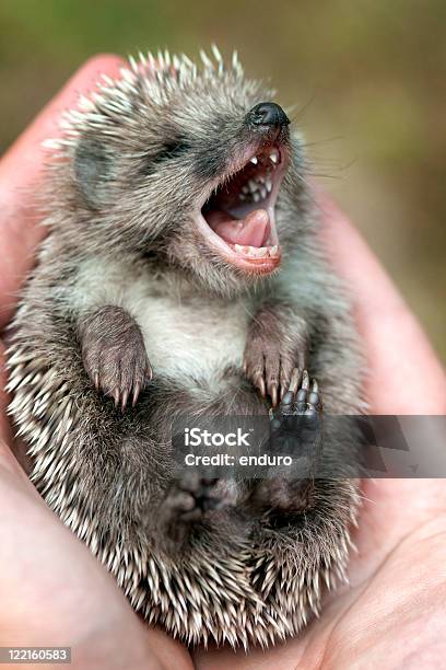 Igel Stockfoto und mehr Bilder von Igel - Igel, Borste, Farbbild