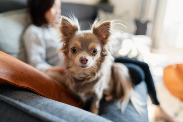 Pet Chihuahua lying on a cushioned garden sofa looking at the camera relaxing.