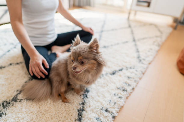 istock Woman meditating at home with her dog 1221605981