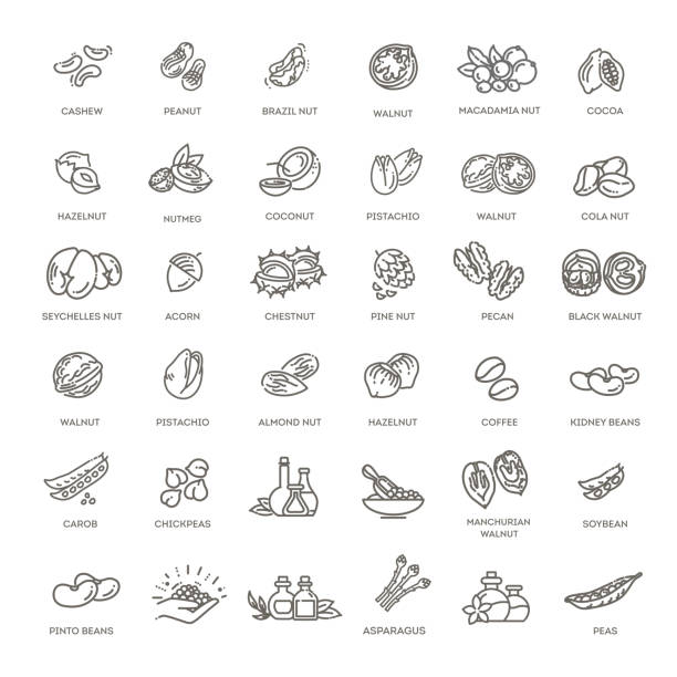 ウェブアイコンコレクション - ナッツ、豆 - pecan点のイラスト素材／クリップアート素材／マンガ素材／アイコン素材