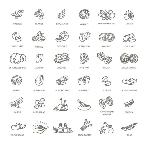 web icons collection - nuts, beans outline vector icons collection - nuts and  beans chestnut food stock illustrations