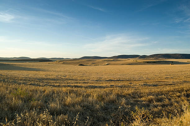 istock Field of pea stubble 122160674
