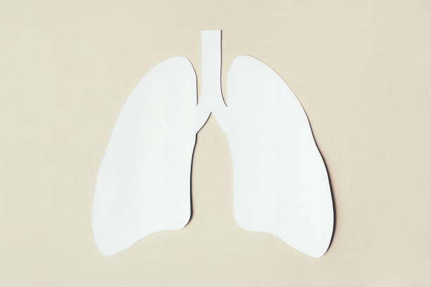 istock Lungs made paper on beige background. 1221607080
