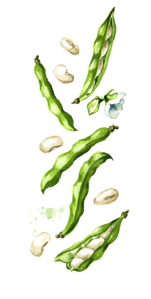 illustrations, cliparts, dessins animés et icônes de chute de haricots rouges blancs frais et de gousses. illustration d’aquarelle dessinée à la main, isolée sur le fond blanc - bush bean