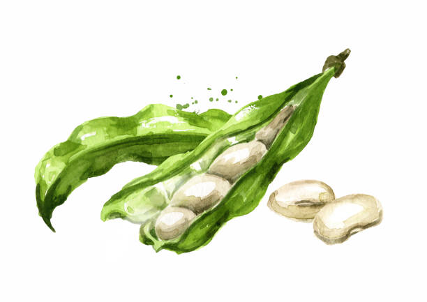 ilustrações de stock, clip art, desenhos animados e ícones de open white kidney beans pod. hand drawn watercolor illustration, isolated on white background - pea pod