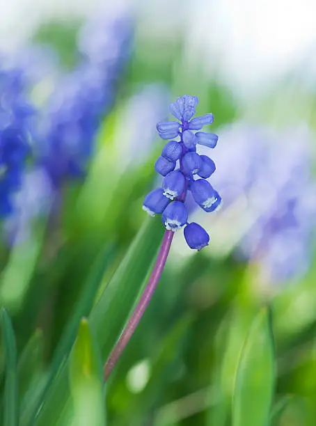 Common grape hyacinth (Muscari botryoides) shallow depth of field, focus on selected petals, vibrant colors and bright sunshine 