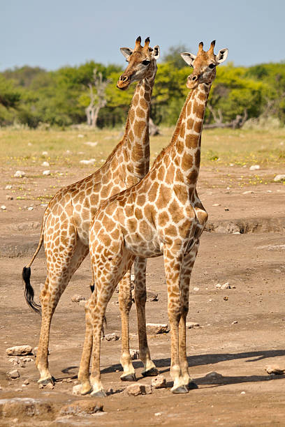 giraffe guardando fuori - mehrere tiere foto e immagini stock