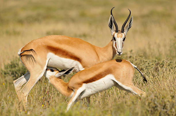 springbok кормления ее оленёнок - mehrere tiere стоковые фото и изображения