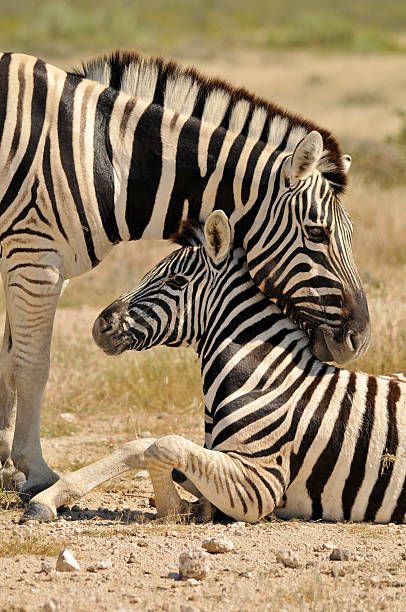 motherly love: зебра с жеребёнок - mehrere tiere стоковые фото и изображения