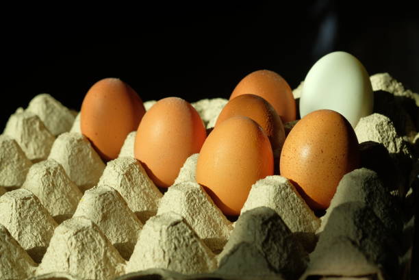 istock Eggs in a crate for concept food and kitchen 1221608413
