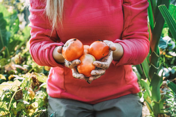 kobieta zbierająca ekologiczne pomidory na lokalny rynek w eko wiosce - skoncentruj się na warzywach - natura, rolnictwo, homegrown i koncepcja zbiorów - planting tomato vegetable garden vegetable zdjęcia i obrazy z banku zdjęć