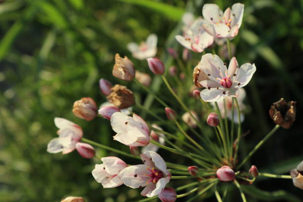 istock Tender small white and pink flowers by the river 1221609006