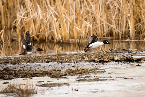 istock Common Goldeneye Stock Photo 1221609283