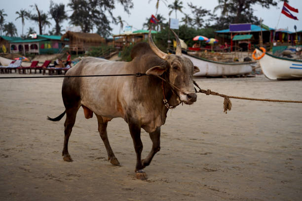 Bull on the beach of Goa. India.