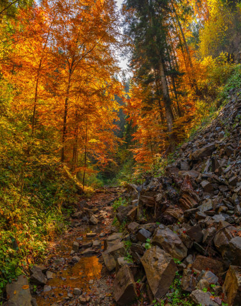 istock Autumn forest trees thicket in the mountains in the Carpathian mountains 1221610271