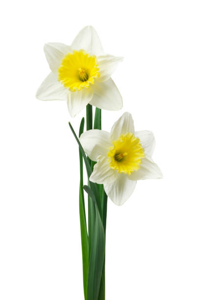 istock Spring floral border, beautiful fresh daffodils flowers, isolated on white background. Selective focus 1221610581