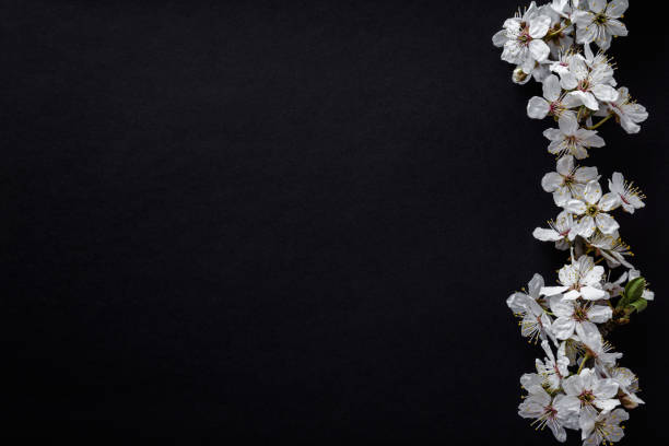 istock Fresh branches of white cherry blossoms on dark table background. Condolence card. Empty place for emotional, sentimental text, quote or sayings. Closeup. Top down view. 1221610694