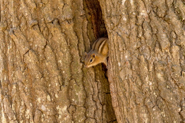 istock The eastern chipmunk (Tamias striatus) after hibernation on spring. 1221610996