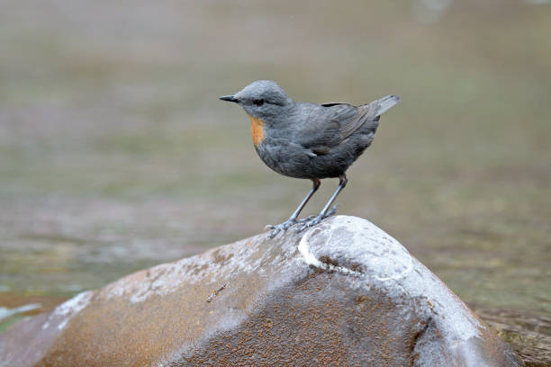 3,500+ Dipper Bird Stock Photos and Royalty-Free Pictures - iStock