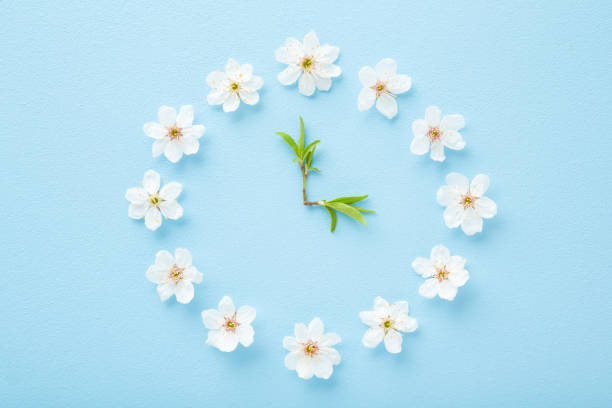 Flower clock created from beautiful, white cherry blossoms. Arrow from green leaves. Light blue table background. Pastel color. Time concept. Close up. Top down view.
