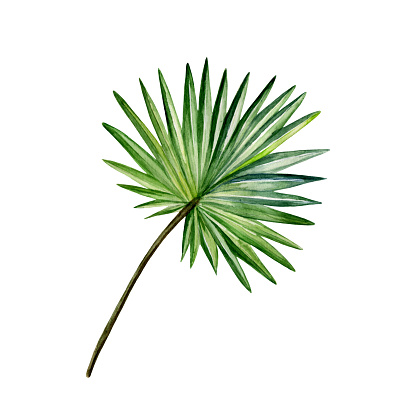 Watercolor hand painted green fan palm leaf. Watercolor isolated element on white background. Botanical illustration for trendy design, print or background.