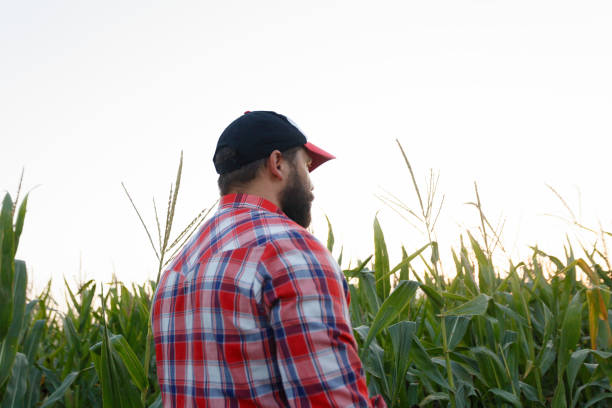 istock Farmer, close up of face in corn field 1221613464