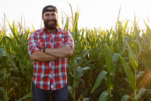 American farmer in cornfield. Farmer, close up of face in corn field. Farmer having fun and dancing, looking at camera. farming concept advanced technology in agriculture