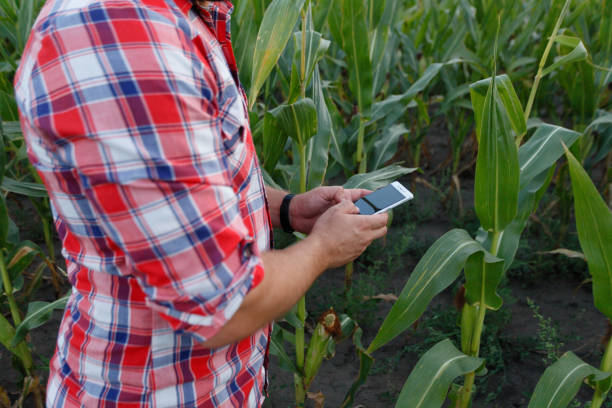 istock Farmer, close up of face in corn field 1221613888