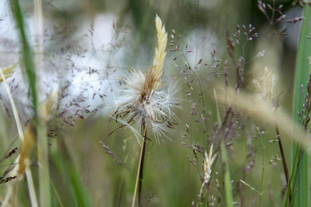 istock Summer grassland detail in the wind 1221617188
