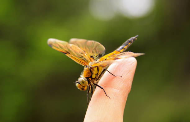 istock Yellow dragonfly insect on finger 1221617264