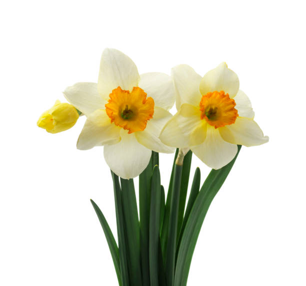 istock Spring floral border, beautiful fresh daffodils flowers, isolated on white background. Selective focus 1221617677