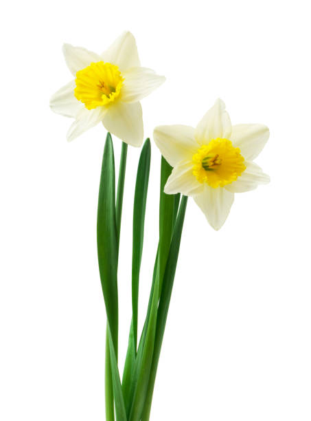 istock Spring floral border, beautiful fresh daffodils flowers, isolated on white background. Selective focus 1221617991