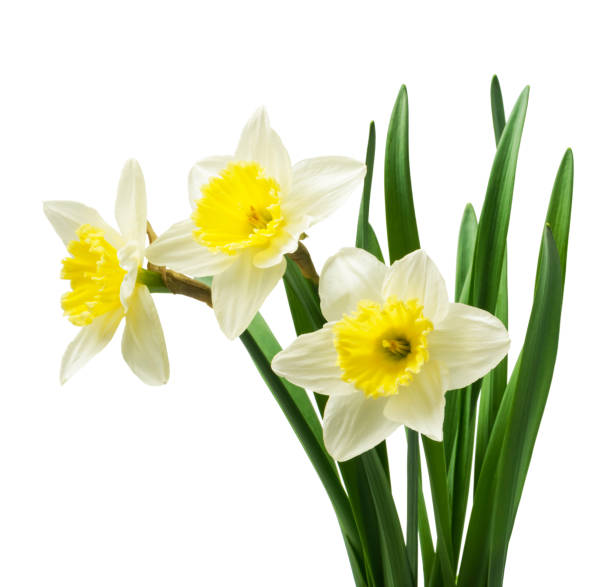 istock Spring floral border, beautiful fresh daffodils flowers, isolated on white background. Selective focus 1221618062