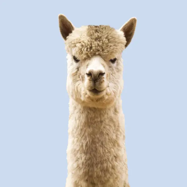 Funny angry-looking alpaca on blue background