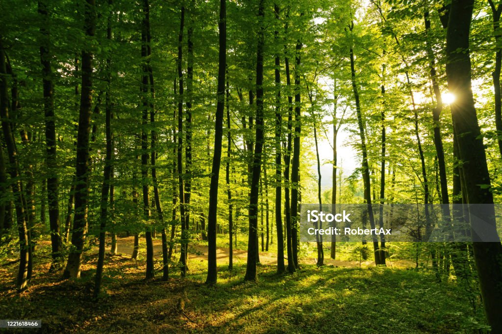 Springtime forest with setting sun shining through leaves and branches Springtime forest with setting sun shining through leaves and branches. Nature, forestry, habitat, environment and sustainability concepts Lumber Industry Stock Photo