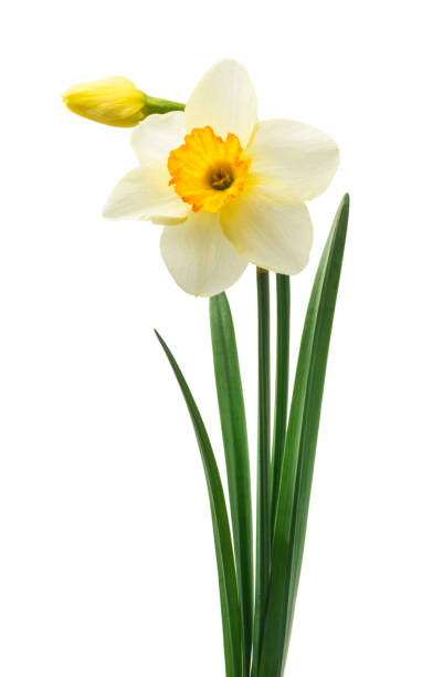 istock Spring floral border, beautiful fresh daffodils flowers, isolated on white background. Selective focus 1221618719