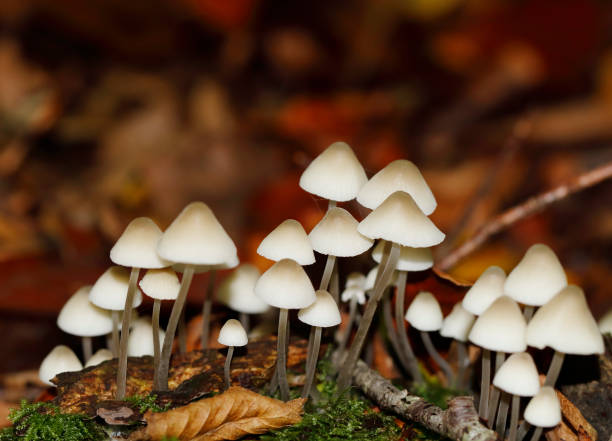 fungo cofano (mycena oortiana) - mushroom toadstool moss autumn foto e immagini stock