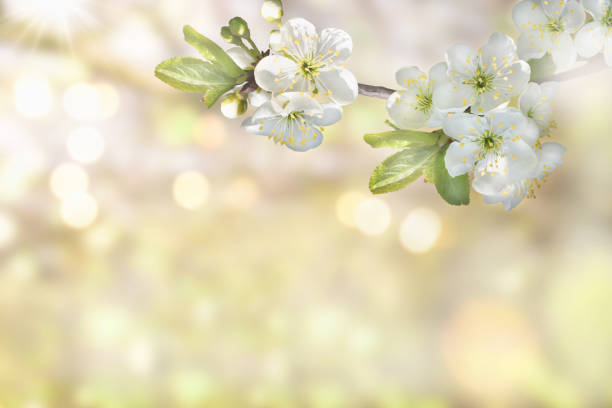 istock A beautiful cherry blossom branch on a soft blurred background. Floral spring background 1221619442